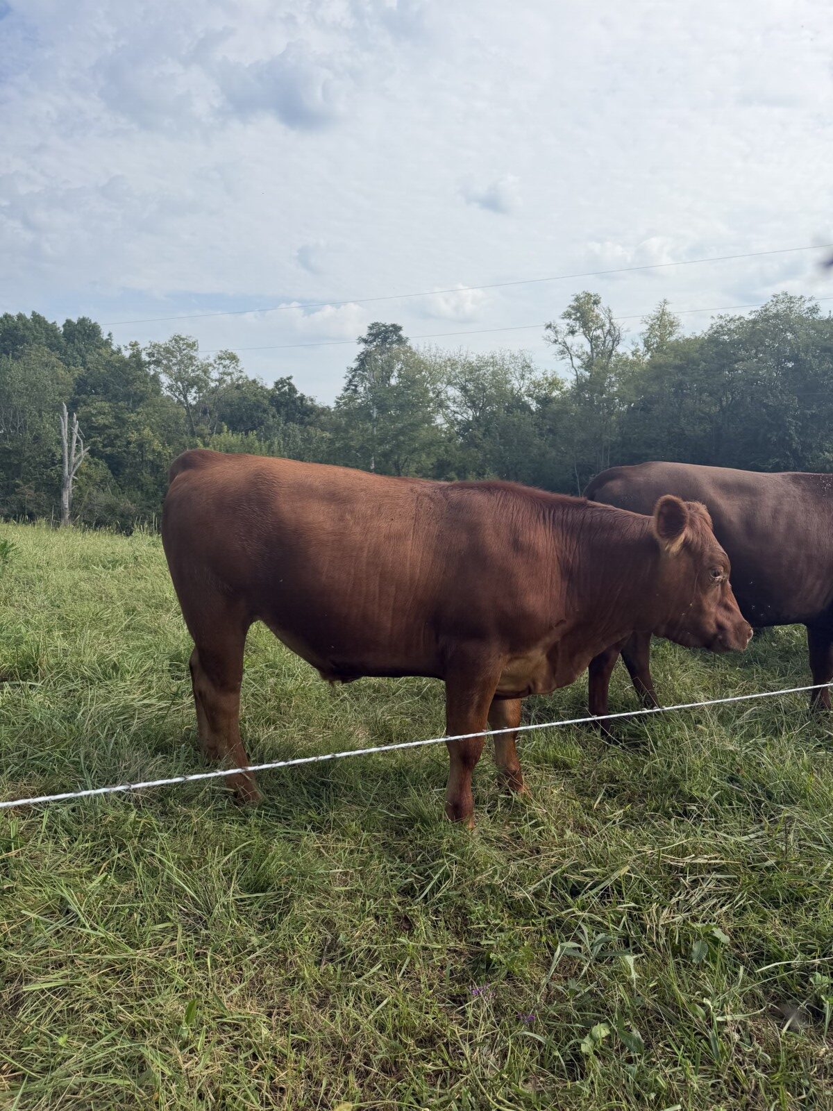 Commercial South Poll Cattle
