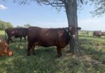 Commercial South Poll Cattle