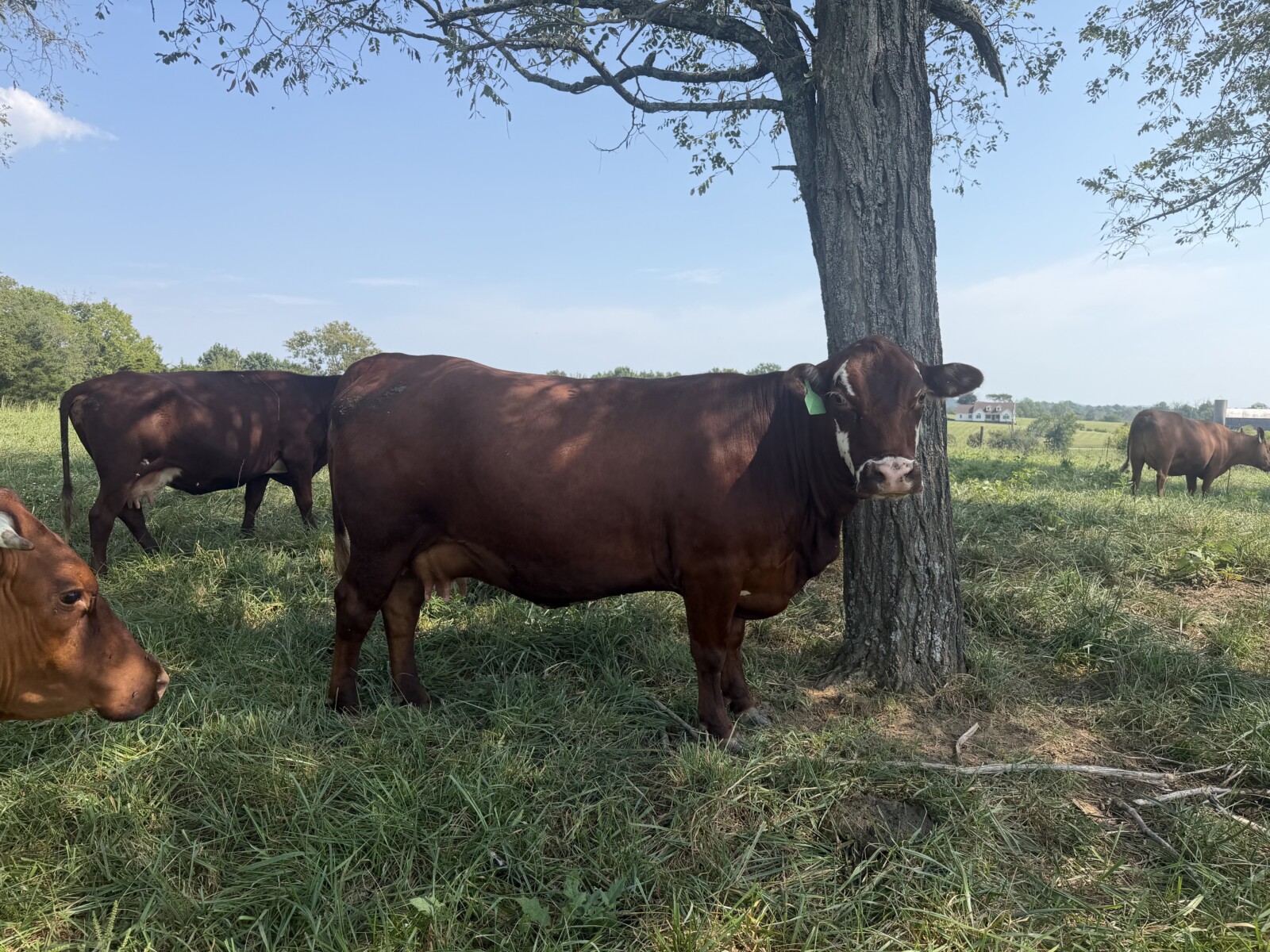 Commercial South Poll Cattle