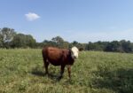 Commercial South Poll Cattle