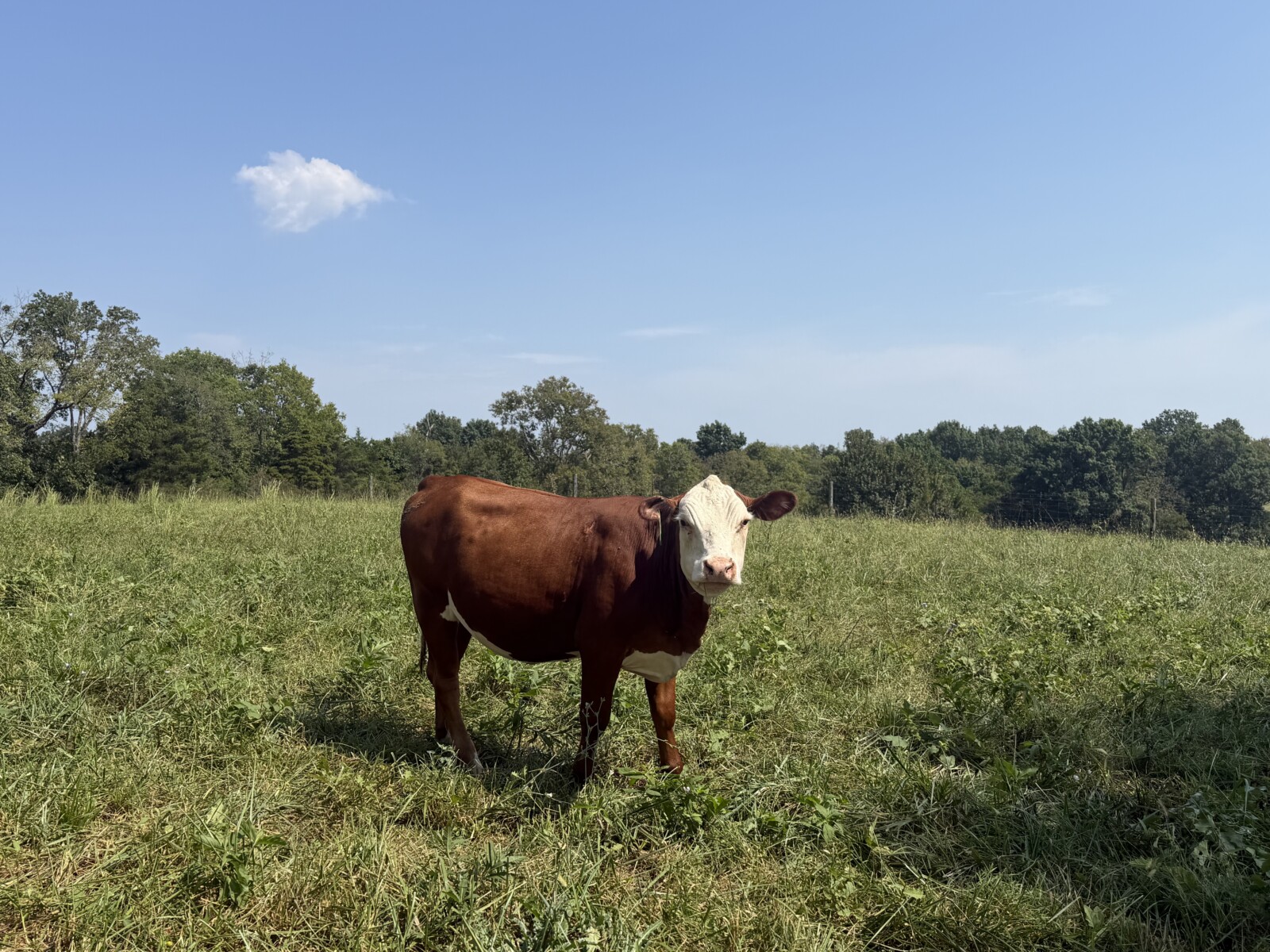 Commercial South Poll Cattle