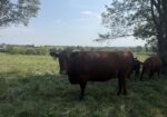 Commercial South Poll Cattle