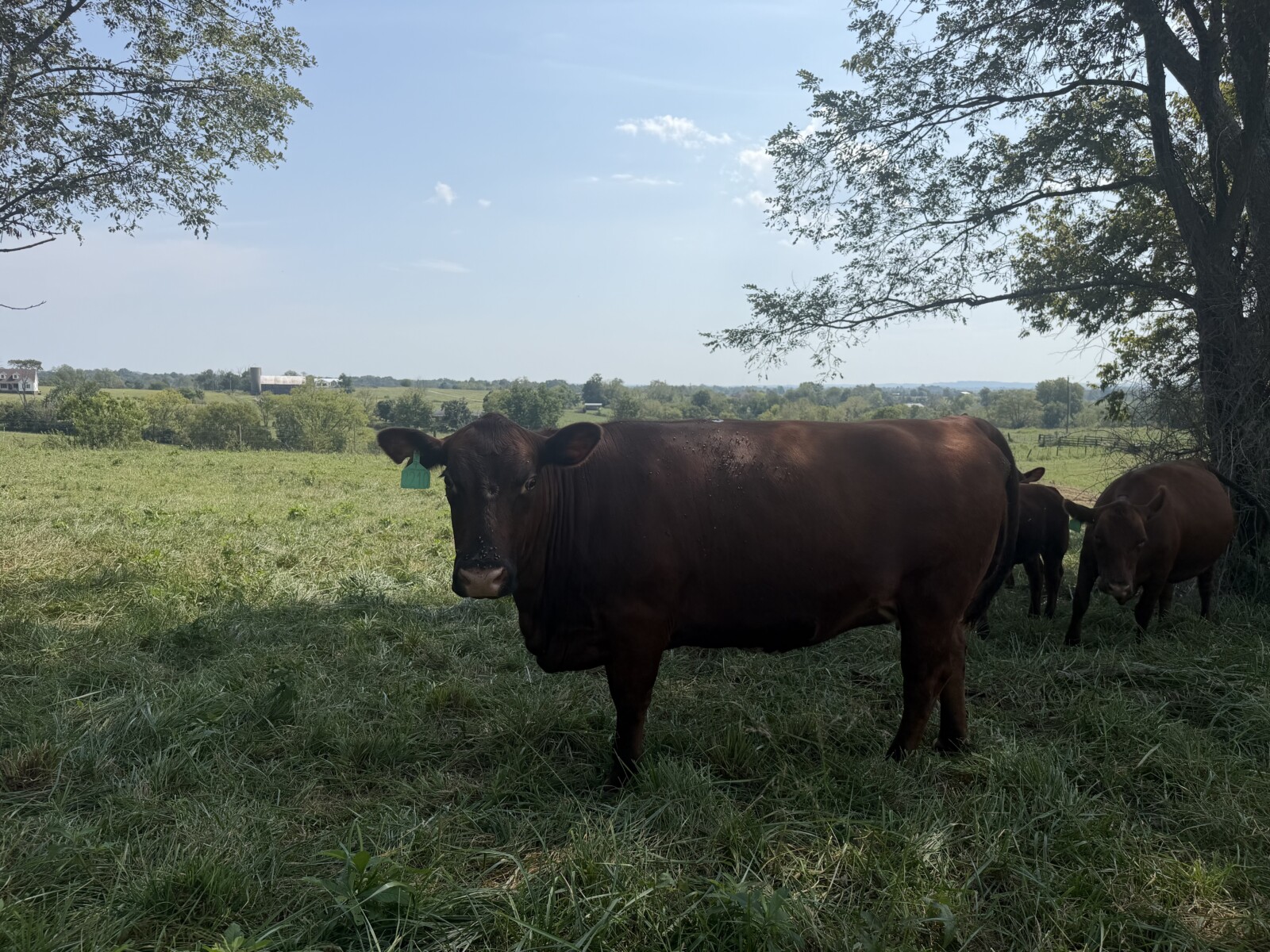 Commercial South Poll Cattle