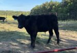1/2 south poll steers