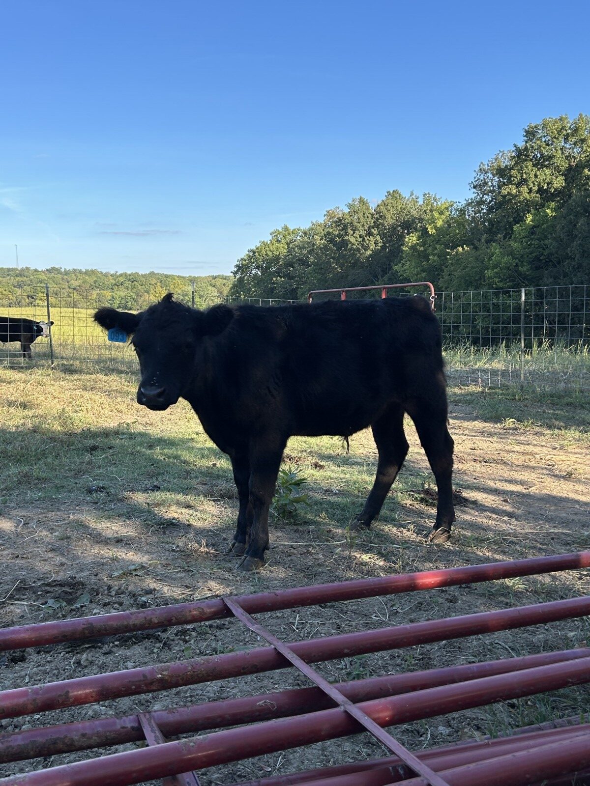 1/2 south poll steers