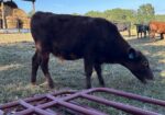 1/2 south poll steers