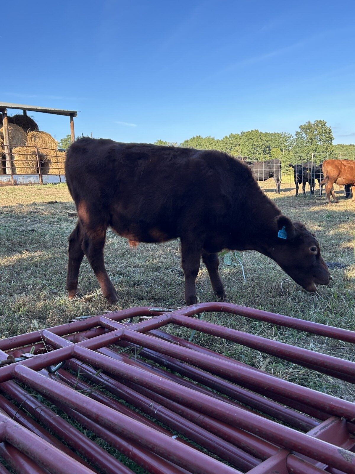 1/2 south poll steers