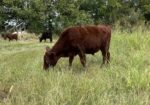 1/2 south poll steers
