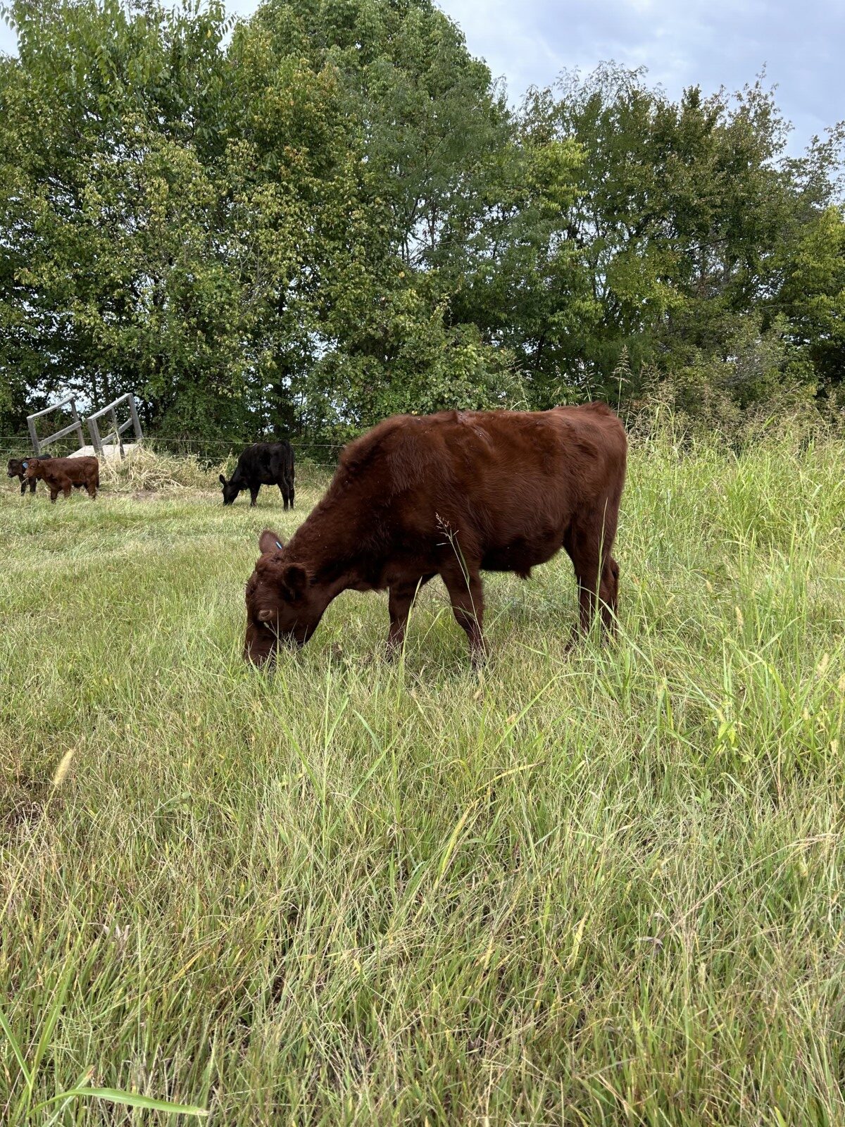 1/2 south poll steers