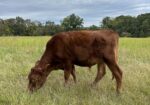 1/2 south poll steers