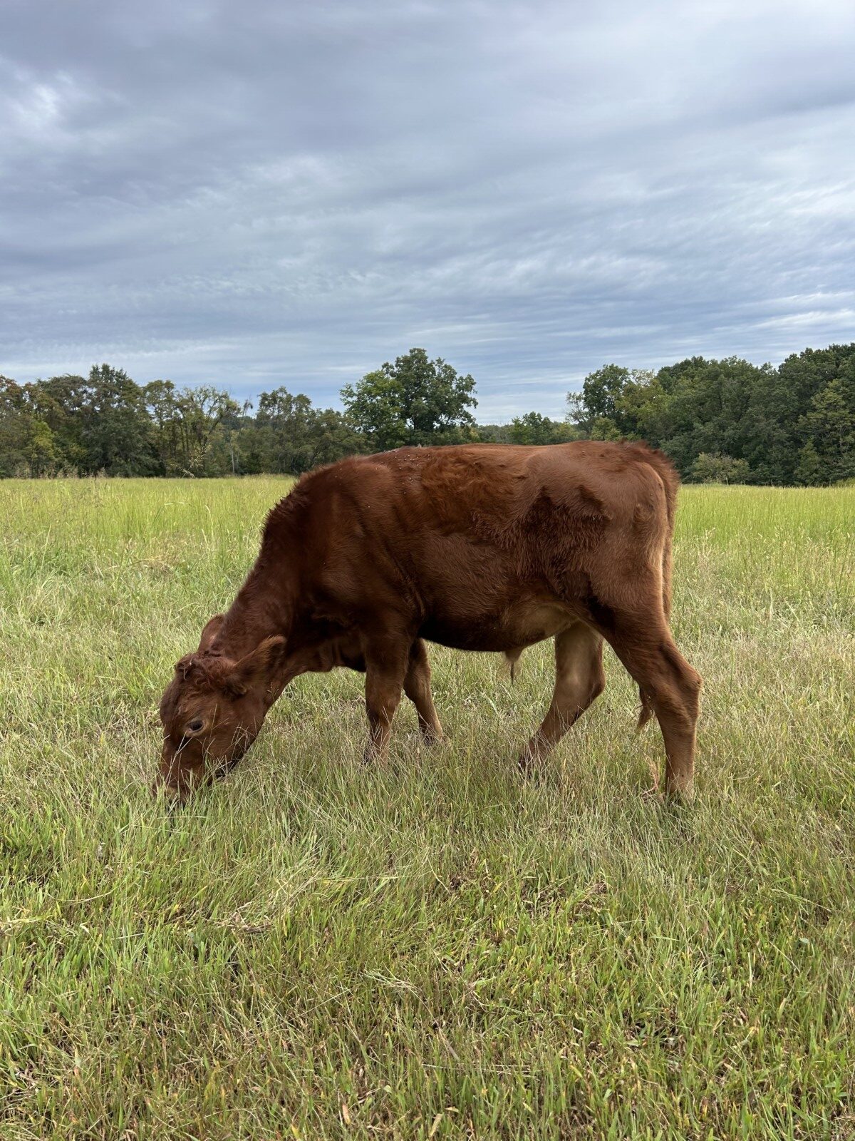 1/2 south poll steers