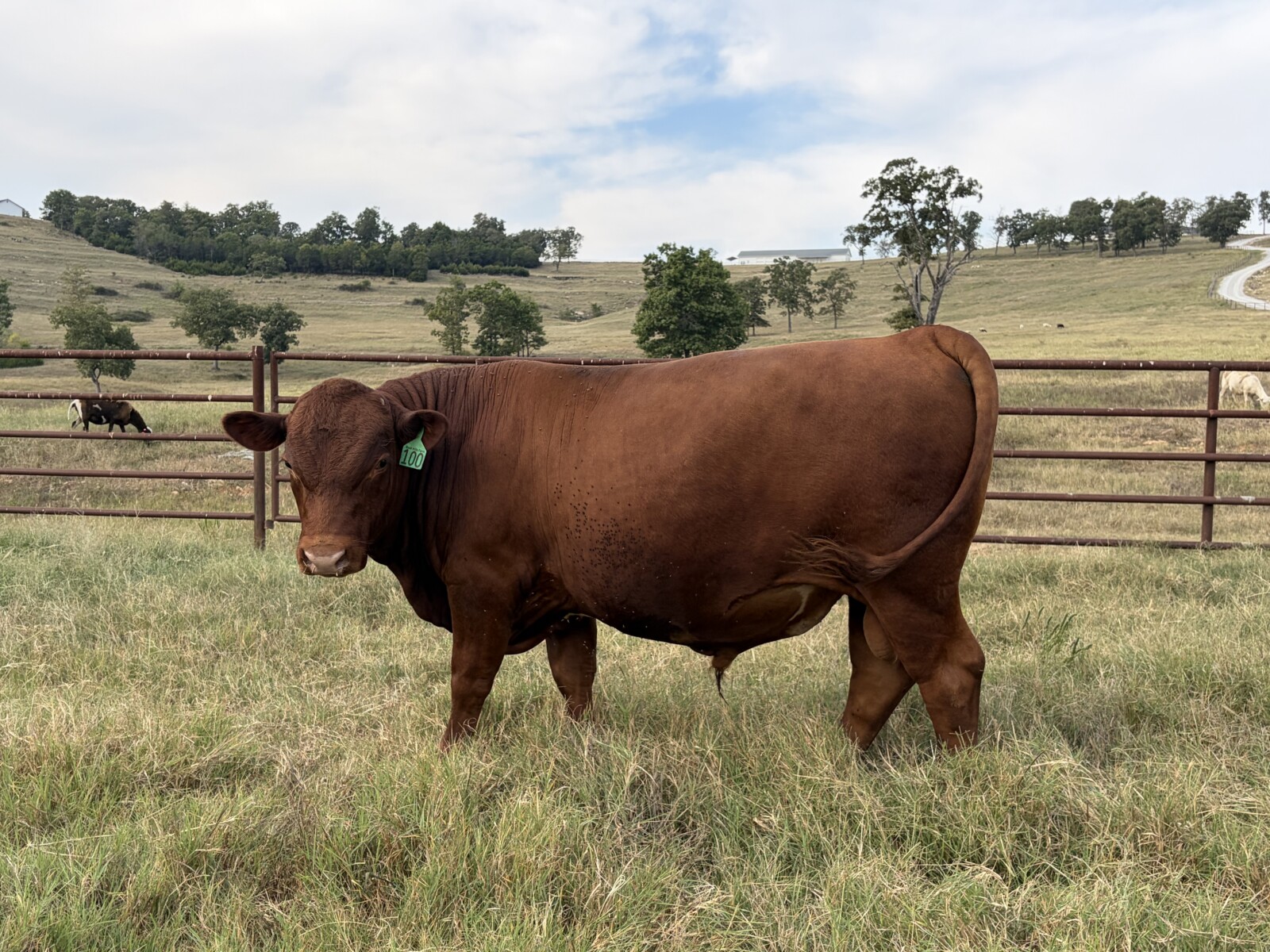 Registered Full Blood Bull