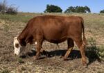 Spring 2025 Steers for Sale