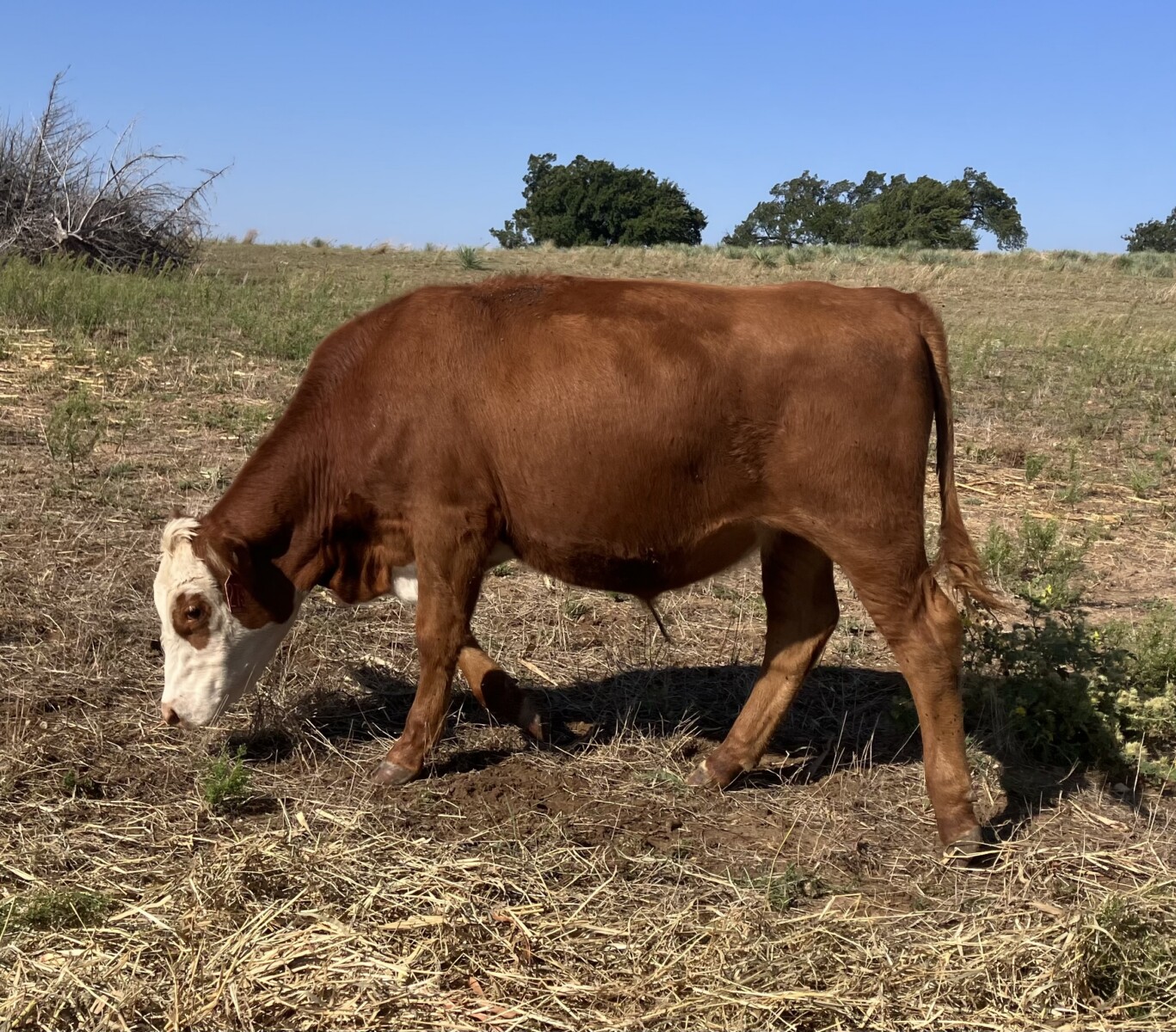Spring 2025 Steers for Sale