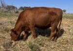 Spring 2025 Steers for Sale