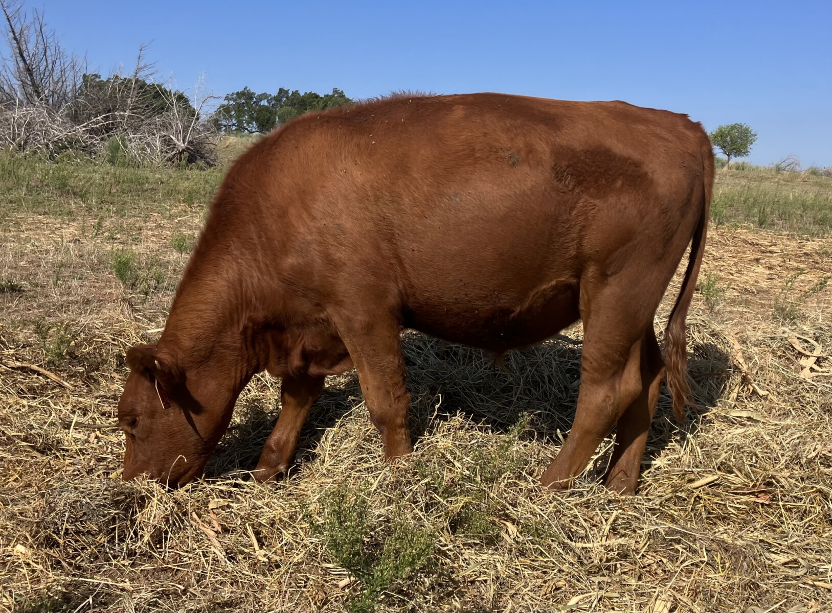 Spring 2025 Steers for Sale