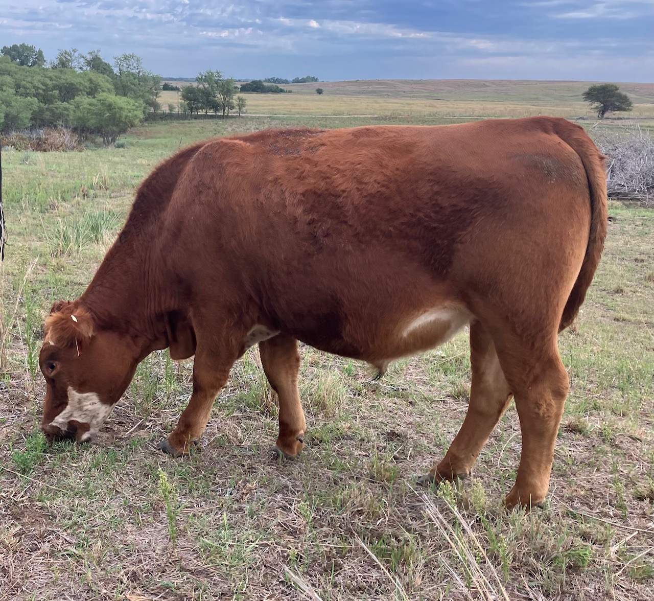 Spring 2025 Steers for Sale