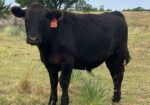 Spring 2025 Steers for Sale
