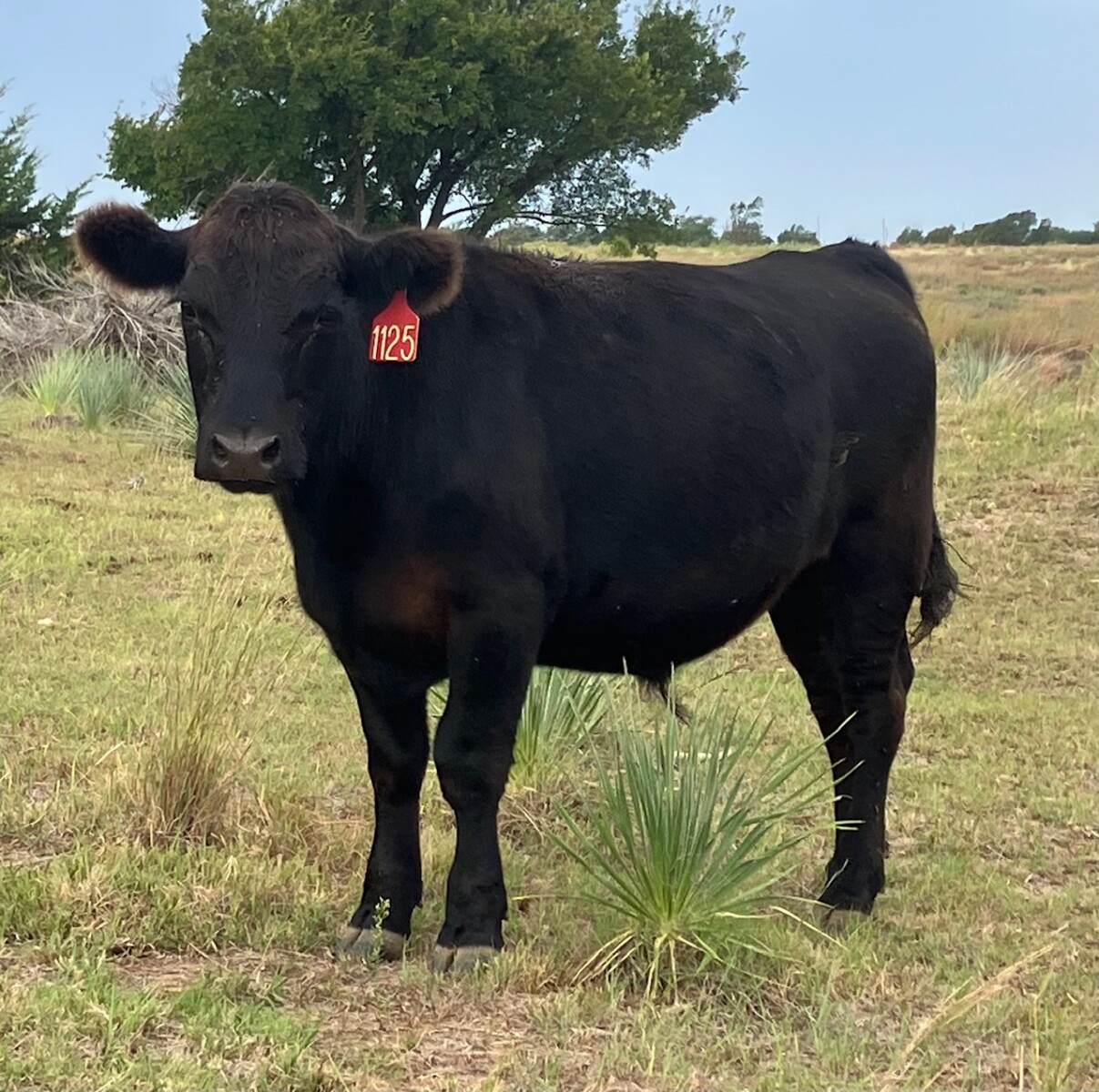 Spring 2025 Steers for Sale