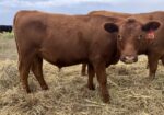 Spring 2025 Steers for Sale