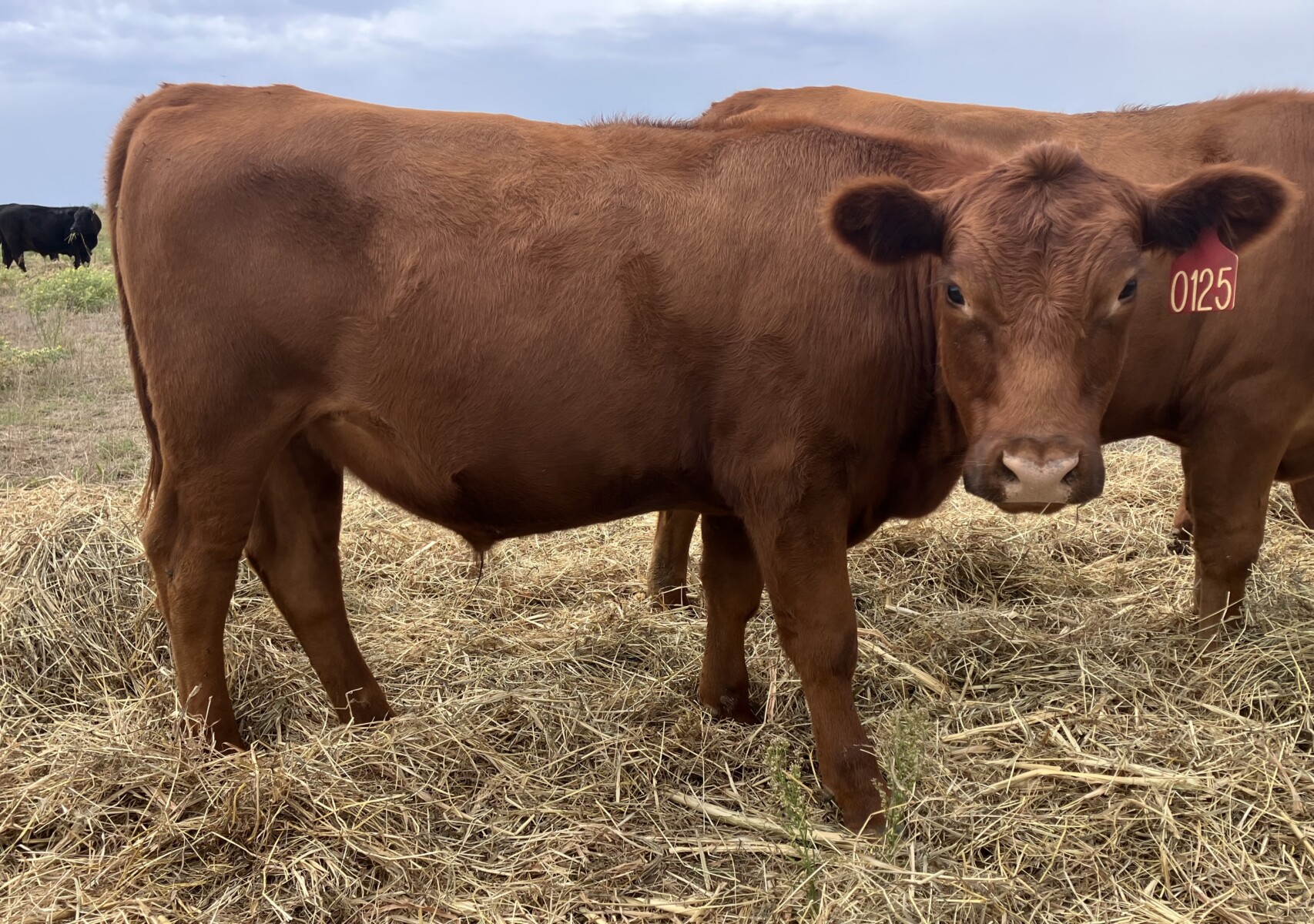 Spring 2025 Steers for Sale