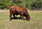 75% South Pole 25% Black Angus Bull