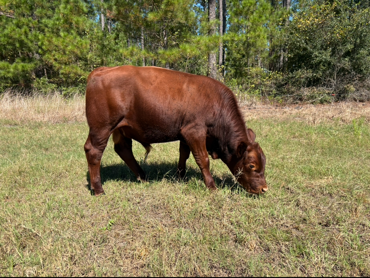75% South Pole 25% Black Angus Bull