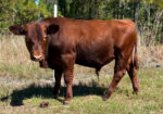 75% South Pole 25% Black Angus Bull