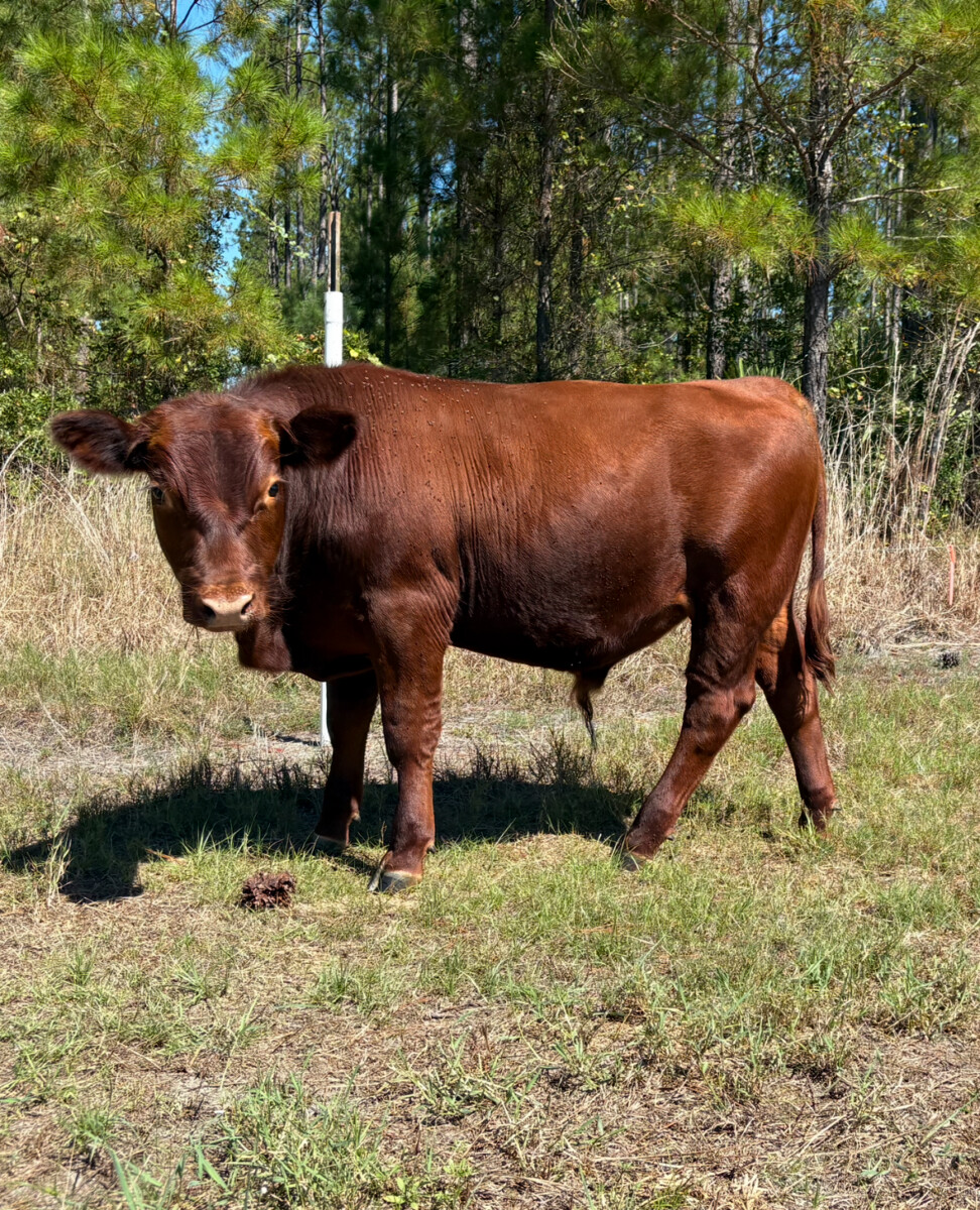 75% South Pole 25% Black Angus Bull
