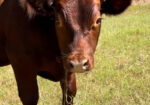 75% South Pole 25% Black Angus Bull