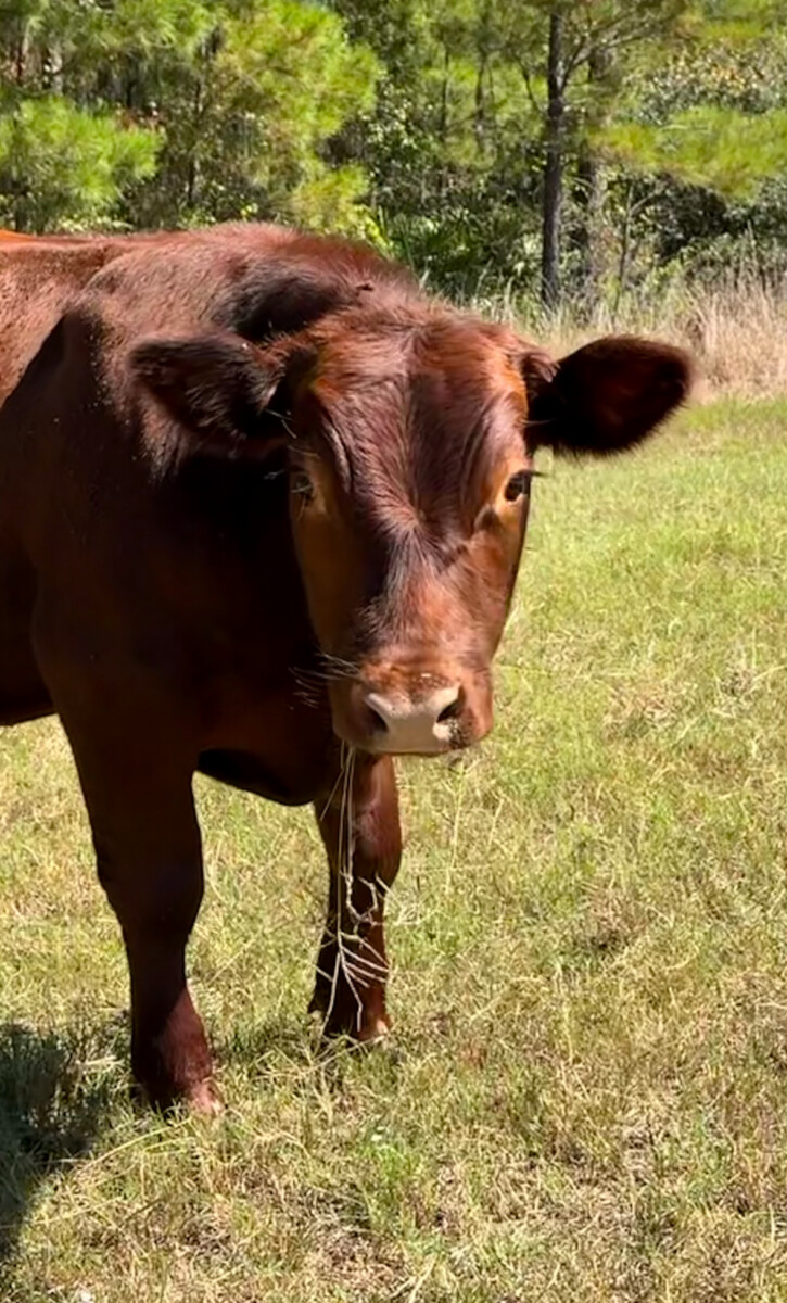 75% South Pole 25% Black Angus Bull