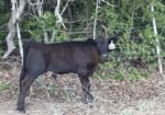 Registered 50% Cow/ 75% bull calf pair