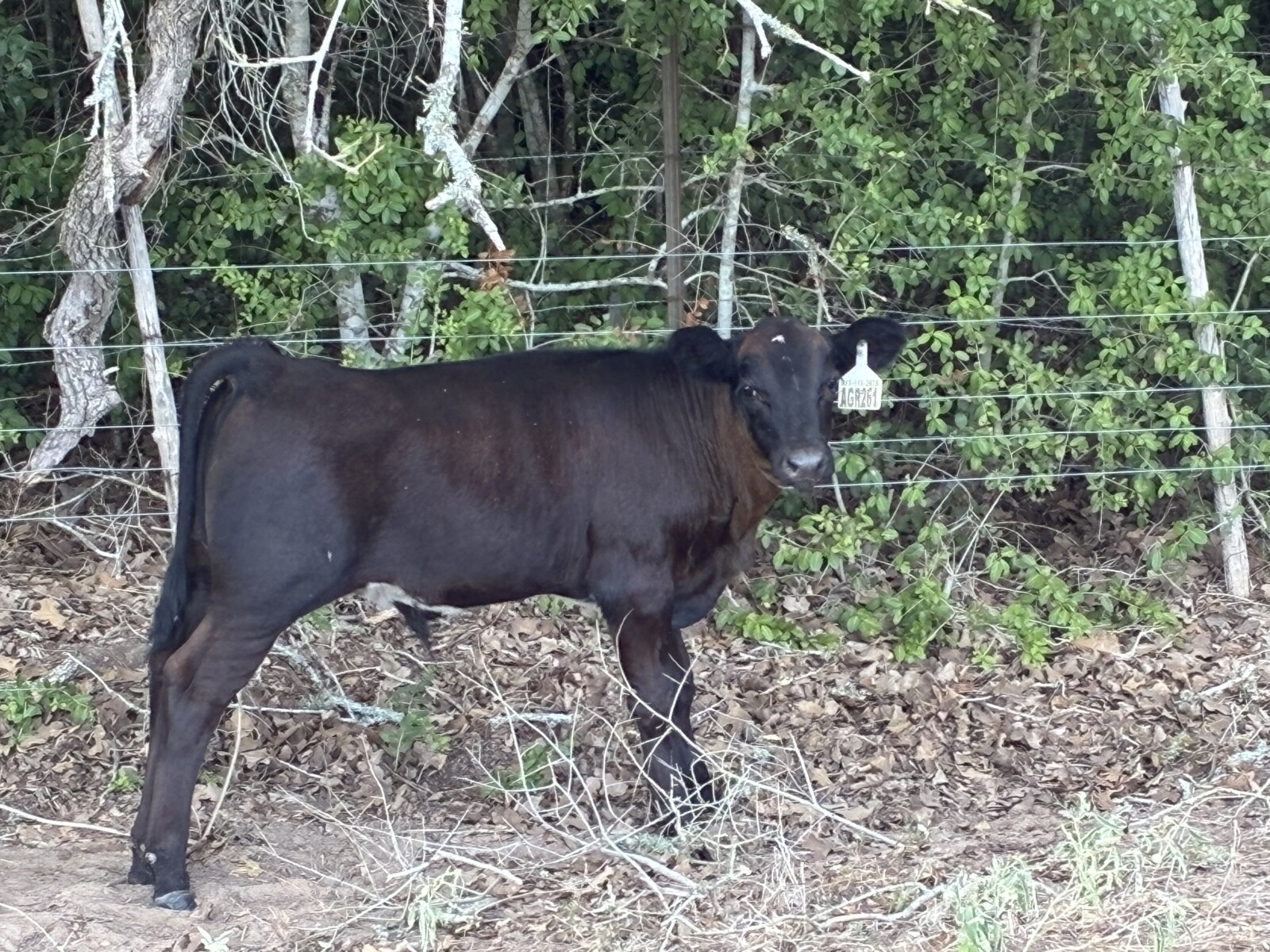 Registered 50% Cow/ 75% bull calf pair