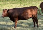 SALE PENDING! Another 3-in-1! Confirmed pregnant, 4-year-old Registered Purebred South Poll cow with registered Purebred bull calf