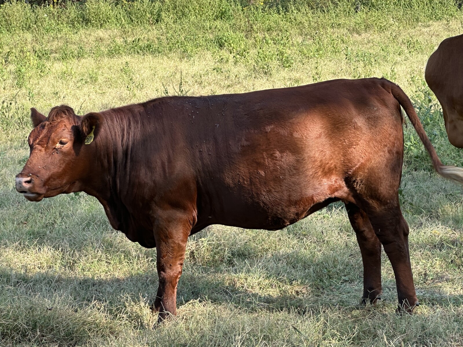 SALE PENDING! Another 3-in-1! Confirmed pregnant, 4-year-old Registered Purebred South Poll cow with registered Purebred bull calf