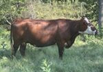 SALE PENDING! Another 3-in-1! Confirmed pregnant, 4-year-old Registered Purebred South Poll cow with registered Purebred bull calf
