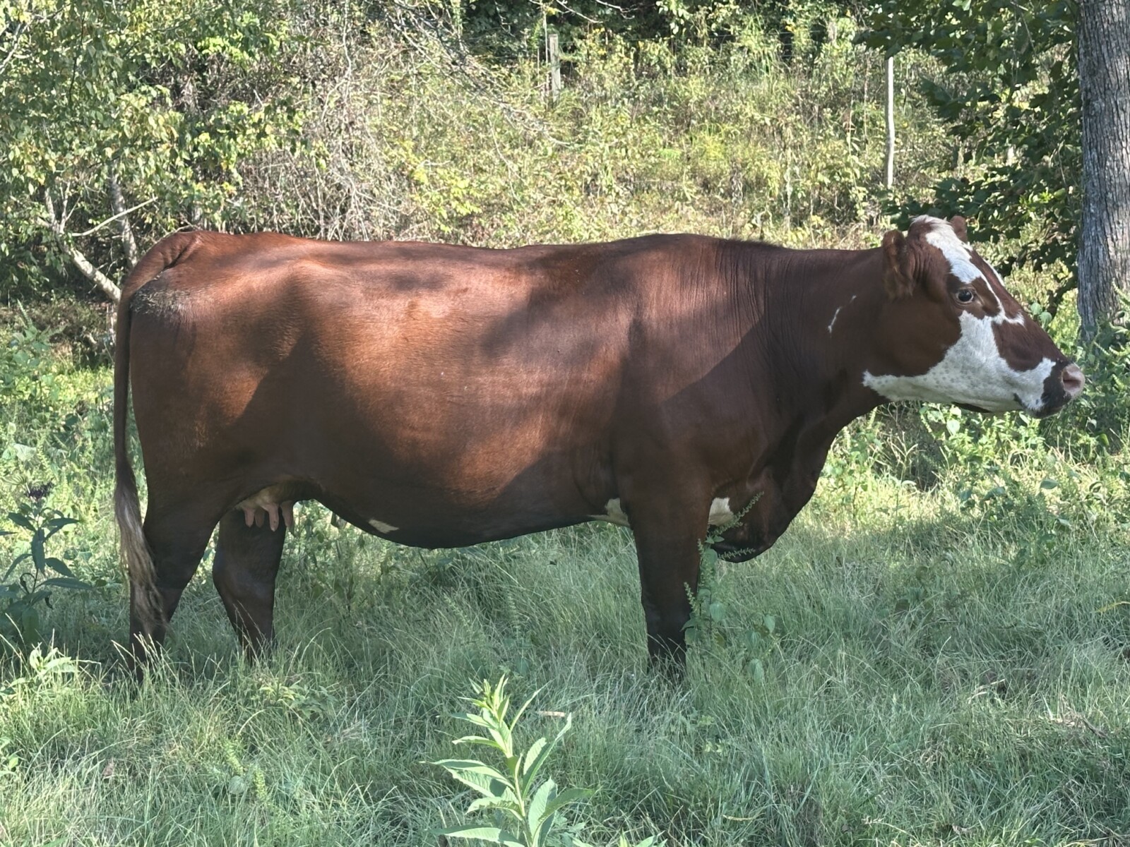 SALE PENDING! Another 3-in-1! Confirmed pregnant, 4-year-old Registered Purebred South Poll cow with registered Purebred bull calf