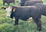 SALE PENDING! Another 3-in-1! Confirmed pregnant, 4-year-old Registered Purebred South Poll cow with registered Purebred bull calf
