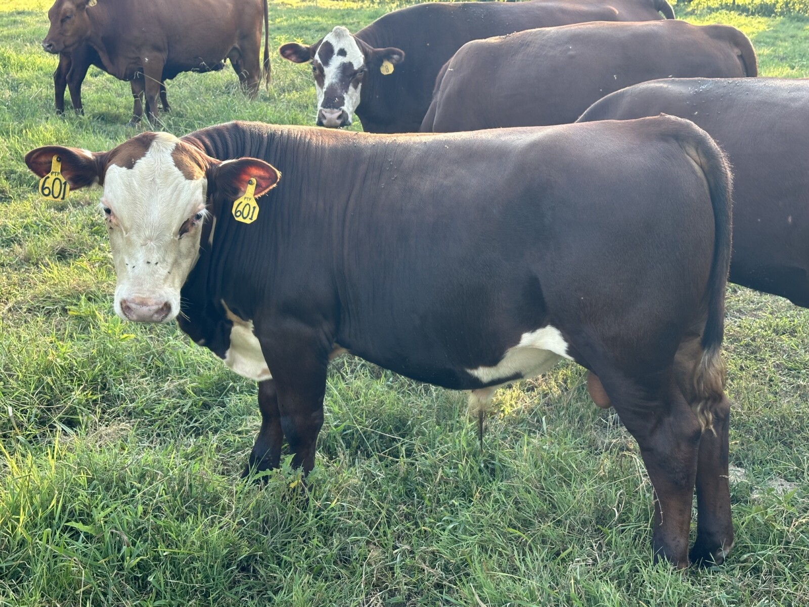 SALE PENDING! Another 3-in-1! Confirmed pregnant, 4-year-old Registered Purebred South Poll cow with registered Purebred bull calf