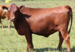Virginia Regenerative Farm Cattle Auction Bidding Begins Monday