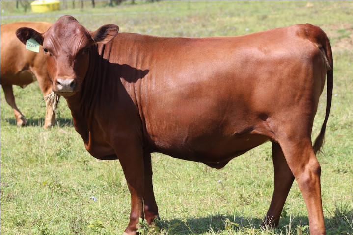 Virginia Regenerative Farm Cattle Auction Bidding Begins Monday