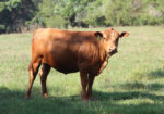 Virginia Regenerative Farm Cattle Auction Bidding Begins Monday