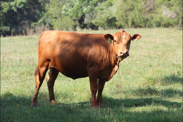 Virginia Regenerative Farm Cattle Auction Bidding Begins Monday