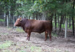 Virginia Regenerative Farm Cattle Auction Bidding Begins Monday