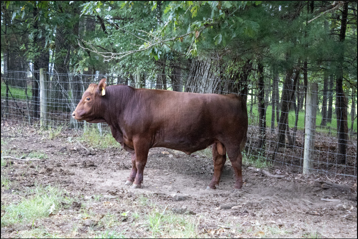 Virginia Regenerative Farm Cattle Auction Bidding Begins Monday