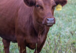 Virginia Regenerative Farm Cattle Auction Bidding Begins Monday