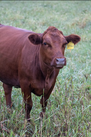 Virginia Regenerative Farm Cattle Auction Bidding Begins Monday