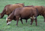 Virginia Regenerative Farm Cattle Auction Bidding Begins Monday