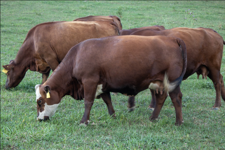 Virginia Regenerative Farm Cattle Auction Bidding Begins Monday