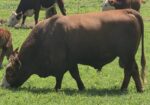 50% Registered Heifer